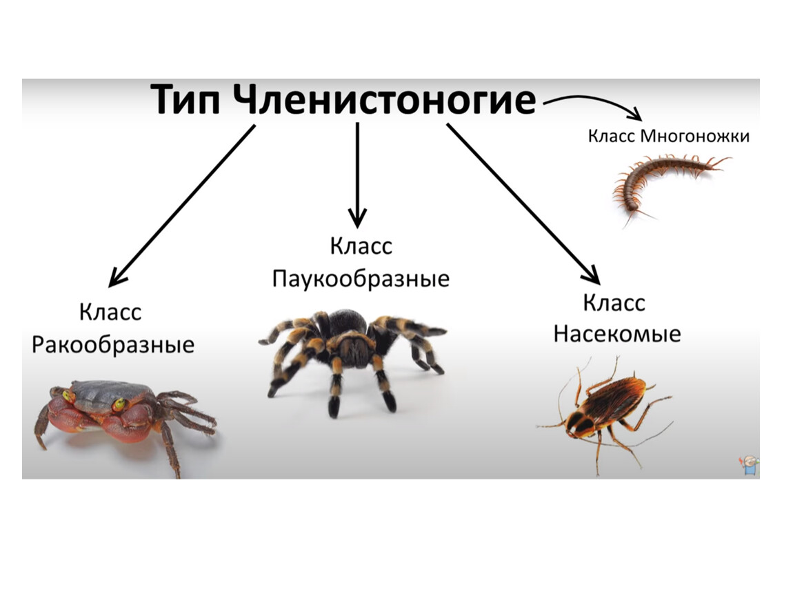 Систематическая категория членистоногих. Классификация типа Членистоногие. Тип Членистоногие классы. Тип Членистоногие класс ракообразные. Систематика типа Членистоногие.