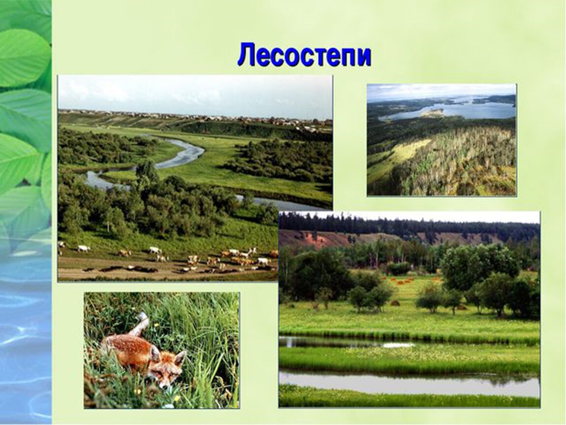 Лесостепи и степи отличаются богатством биологических ресурсов. География 8 класс лесостепная и Степная зоны. Растительный мир лесостепи в России. Растительность лесостепи и степи в России. Лесостепная зона природная зона.