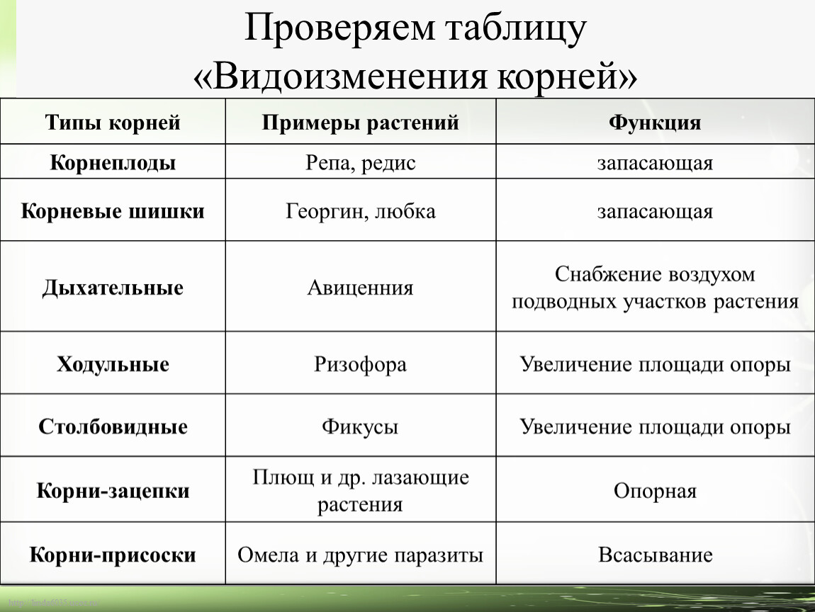 Видоизмененные корни функции. Функции растений в городах. Вегетативный орган. Корень таблица 6 класс. Биология. Таблица листы и корни. Видоизменения корня таблица.