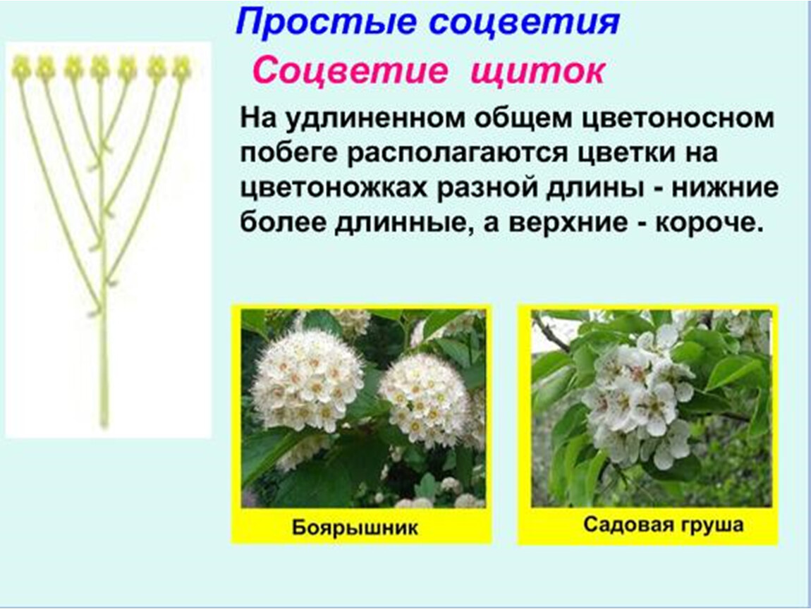 Цветы имеющие соцветия. Растения с соцветием щиток. Представители соцветия щиток. Щиток биология соцветие. Соцветия 6 класс биология щиток.