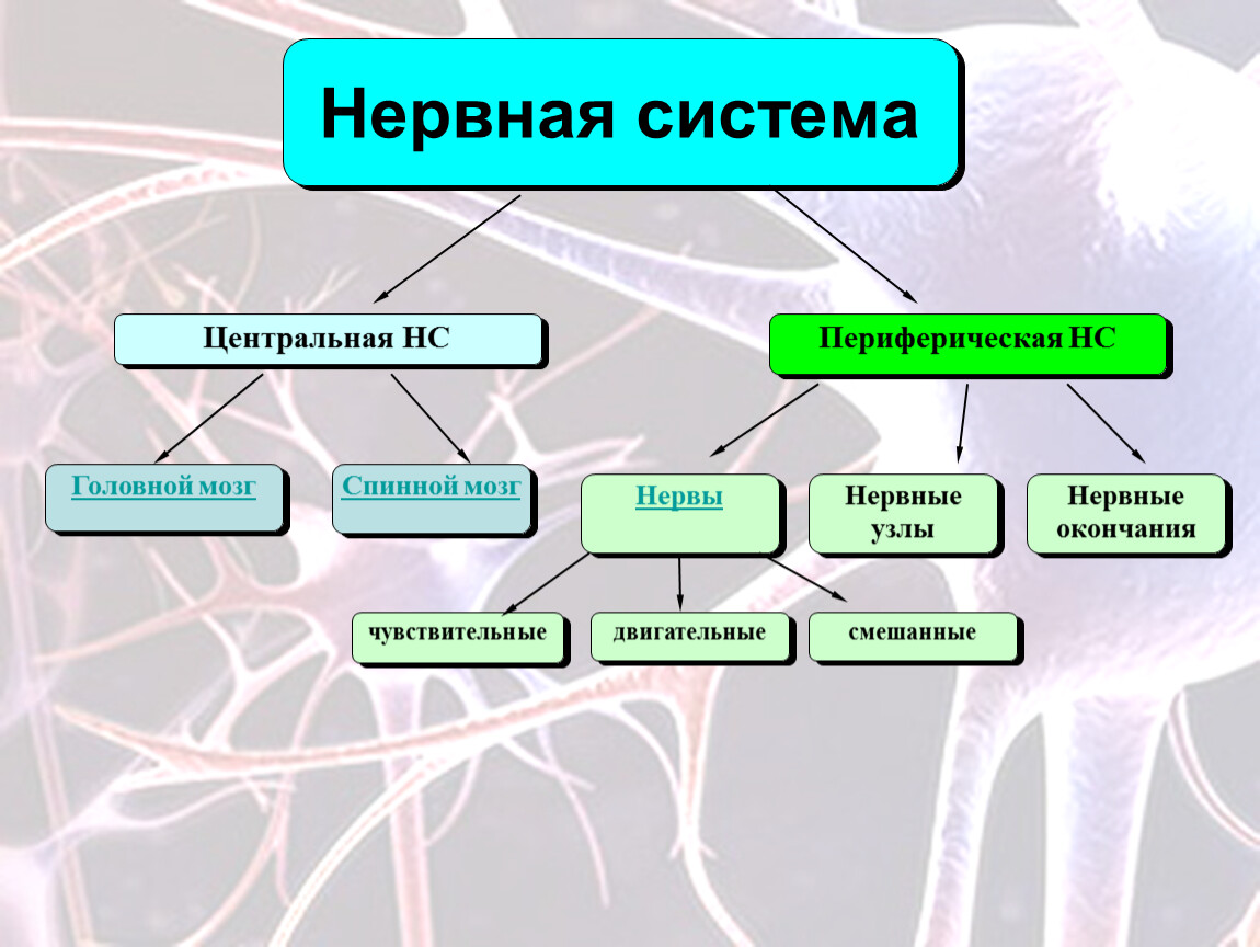 Структура центральной и периферической нервных систем