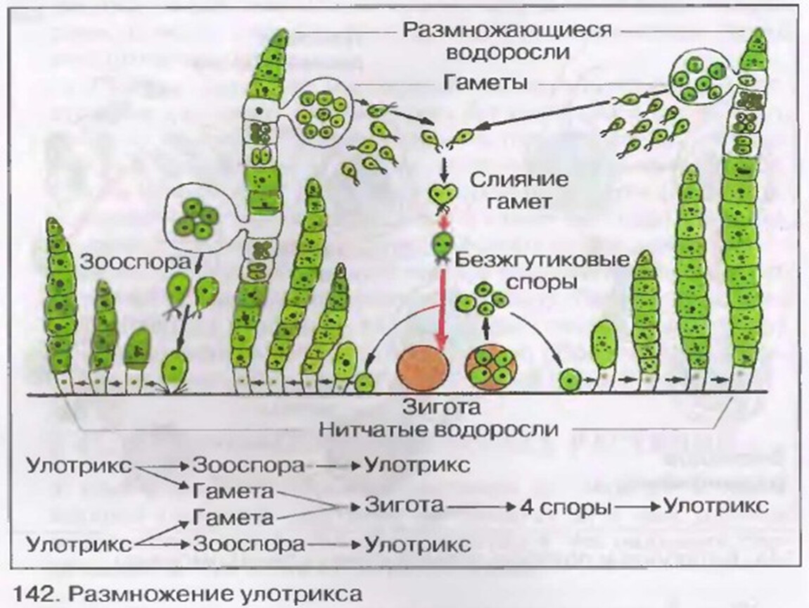 Размножение водоросли биология. Улотрикс цикл развития. Улотрикс жизненный цикл ЕГЭ. Жизненный цикл улотрикса схема с подписями. Жизненный цикл водорослей улотрикс.