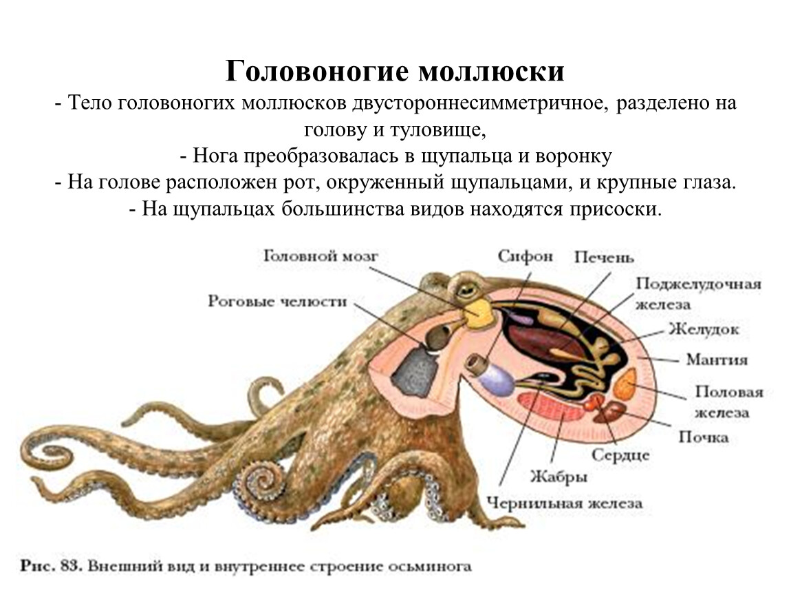 Головоногие голова. Головоногие моллюски строение 7 класс биология. Пищеварительная система головоногих моллюсков схема. Внутреннее строение головоногих моллюсков. Класс головоногие внутреннее строение.