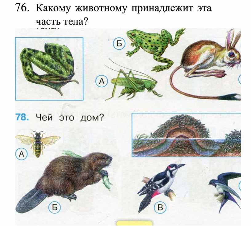 Тело какого животного. Какими животными принадлежат эти части тела. Каким животным принадлежат эти части тела 2. Определи группу к которой принадлежит это животное. Определи каким животным принадлежат части тела.