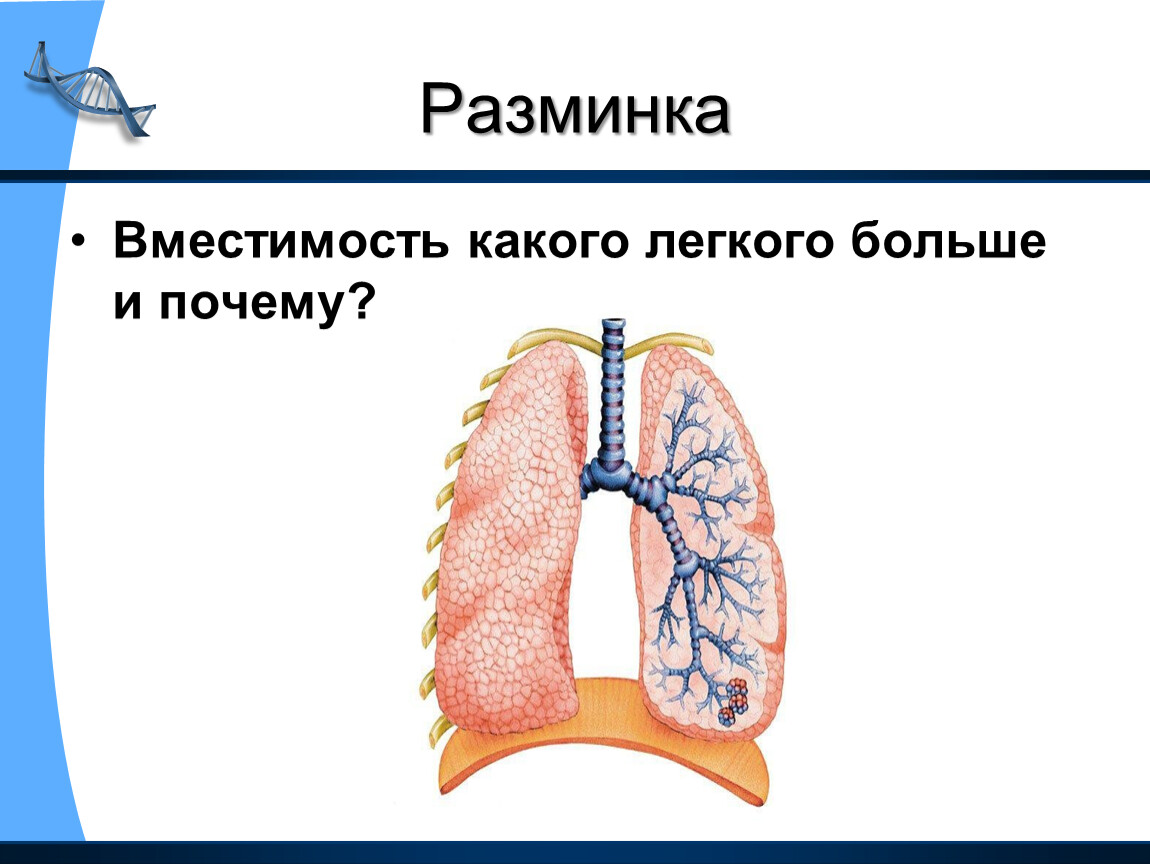 Большие легкие. Вместимость какого легкого больше и почему. Легкие какое легкое больше.