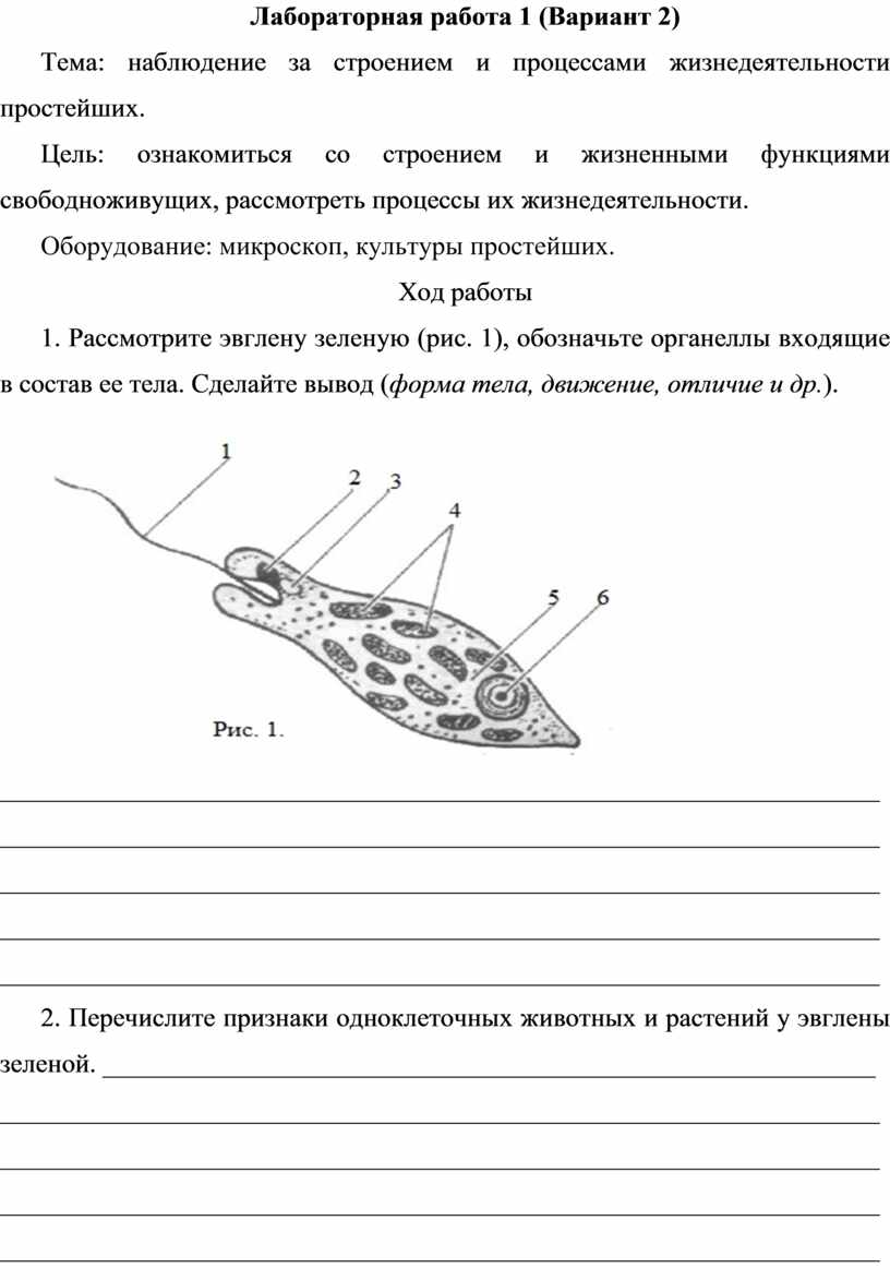 План лабораторной работы по биологии