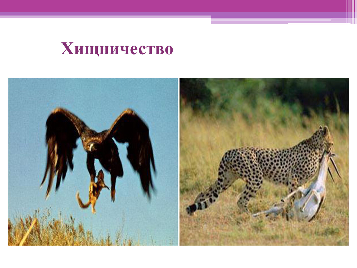 Хищничество виды организмов. Хищничество в природе. Хищничество примеры. Примеры хищничества в биологии.