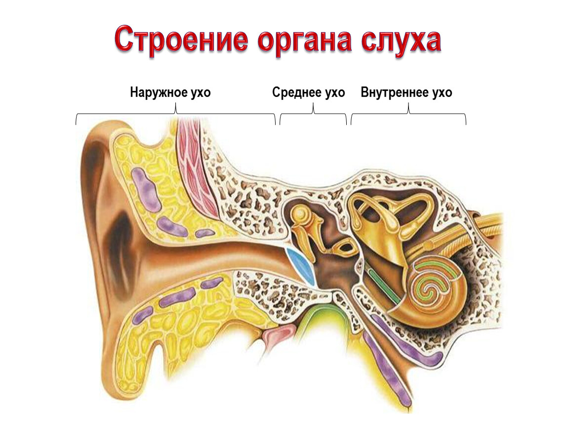 Тест орган слуха 8 класс. Строение уха человека. Слуховой анализатор внутреннее ухо. Анализаторы строение уха. Строение уха слуховые косточки.