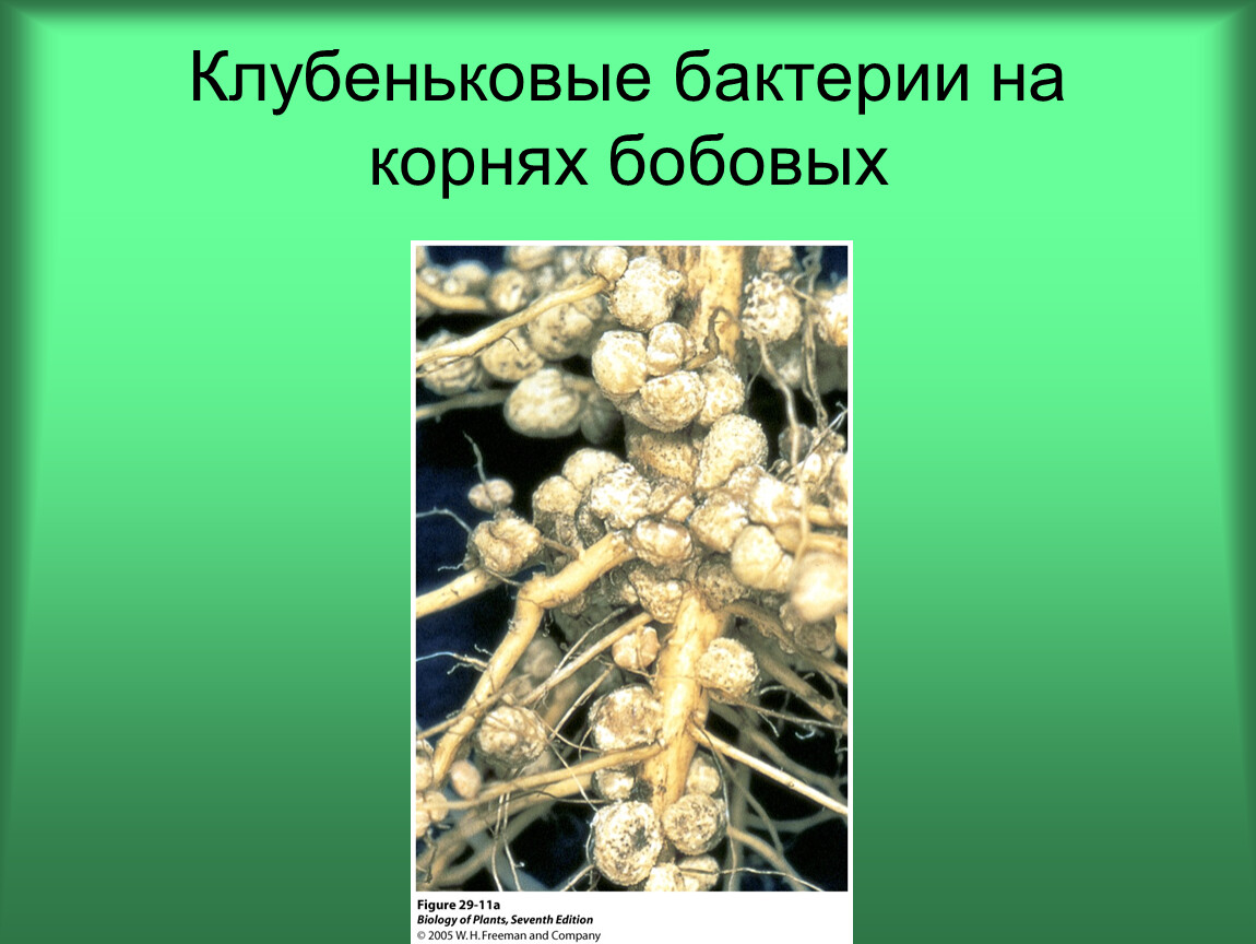 На рисунке изображен корень бобового растения с клубеньками образующимися за счет жизнедеятельности