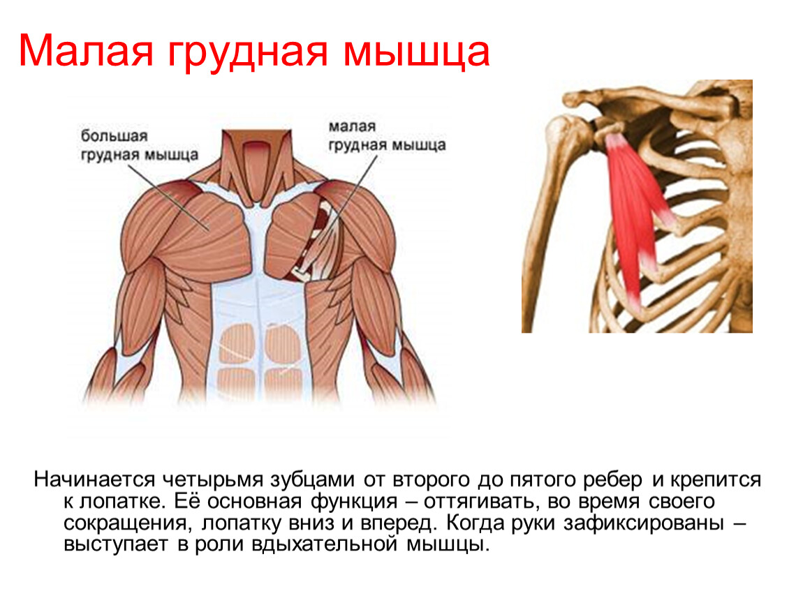 Разные грудные мышцы. Малая грудная мышца анатомия функции. Грудные большая и малая мышца функции. Малая грудная мышца вид спереди. Анатомия прикрепление большой грудной мышцы.