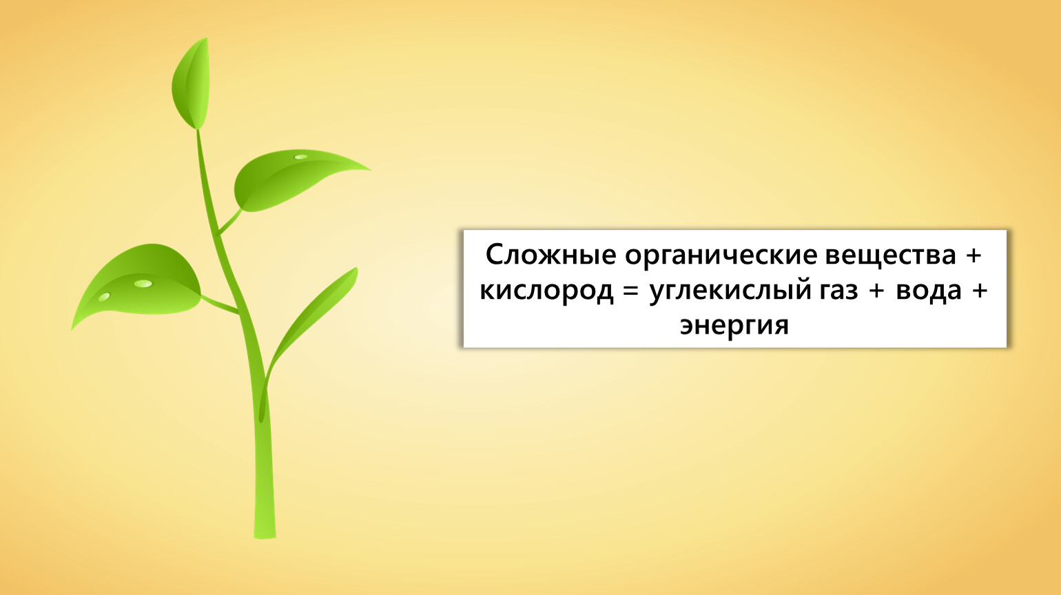 Презентация на тему дыхание растений и животных 6 класс