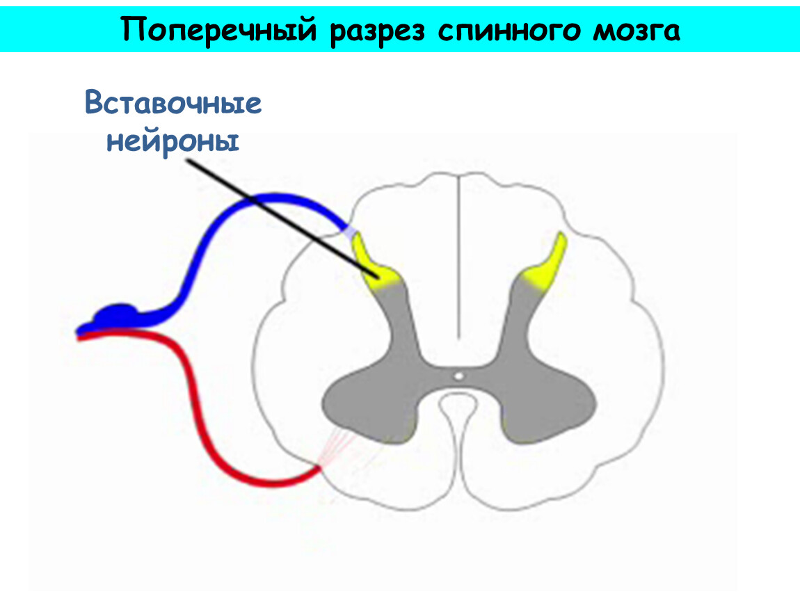 Двигательные нейроны мозга. Вставочные Нейроны спинного мозга. Строение спинного мозга Нейроны. Вставочные нервные клетки спинного мозга. Спинной мозг строение вставочный Нейрон.