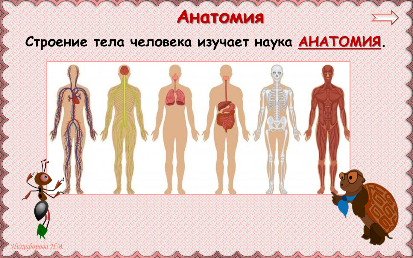 Изучать органы человека. Изучение строения организма человека. 3 Строения тела человека.