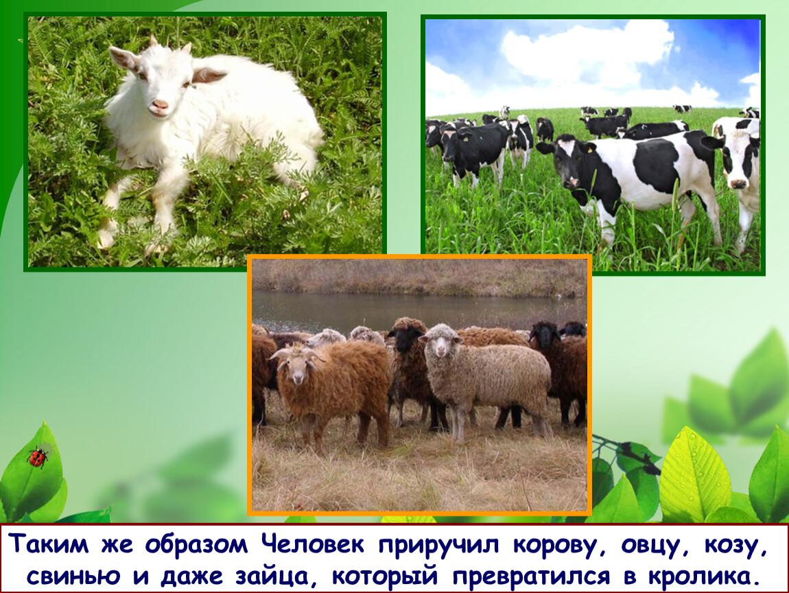 Корова коза овца свинья. Коровы овцы козы. Дикие домашние животные одомашнены. Корова свинья овца. Свиньи овцы и козы.