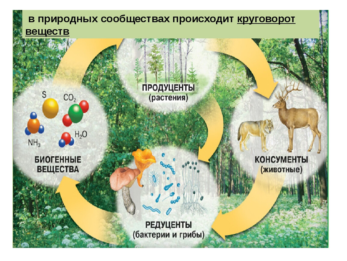 Структура природного сообщества схема