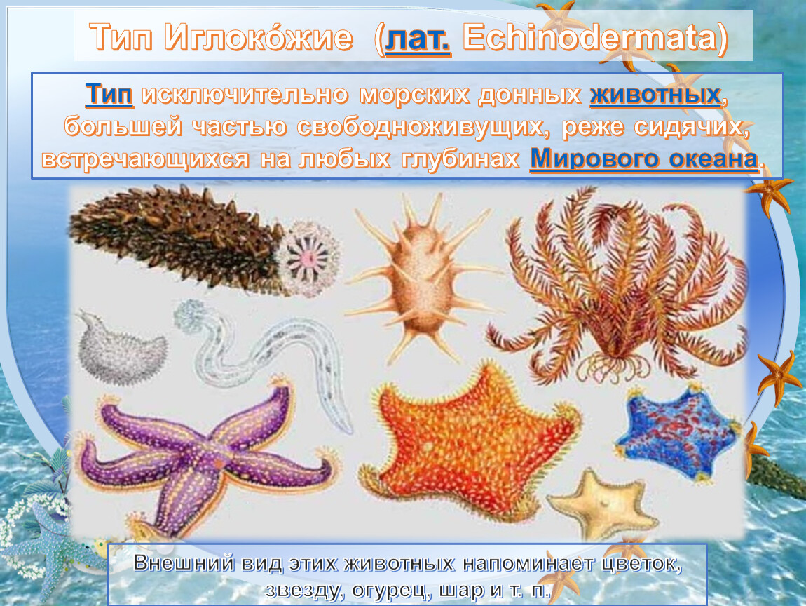 Как отличить морскую. Морские звезды донные животные. Иглокожие это какие животные. Офиуры строение. Виды офиуры и их названия.