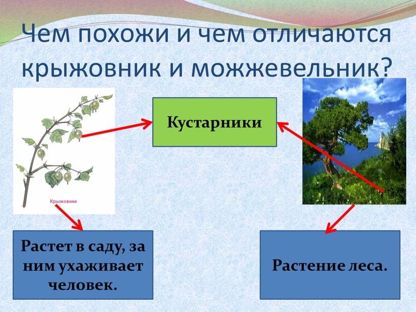 Чем похожи и чем отличаются крыжовник и можжевельник?