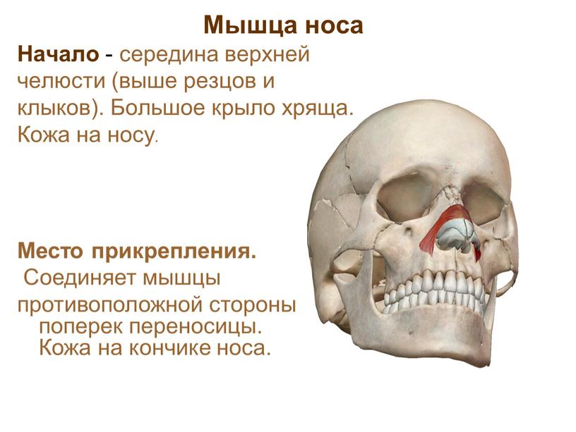 Мышца носа Начало - середина верхней челюсти (выше резцов и клыков)