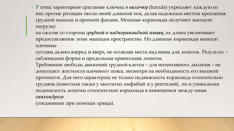 У птиц характерное срастание ключиц в вилочку (furcula) укрепляет каждую из них против ротации около своей длинной оси, делая надежным местом крепления грудной мышцы и…