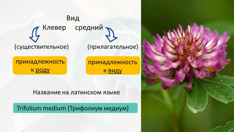 Вид Клевер средний (прилагательное) (существительное) принадлежность к роду принадлежность к виду