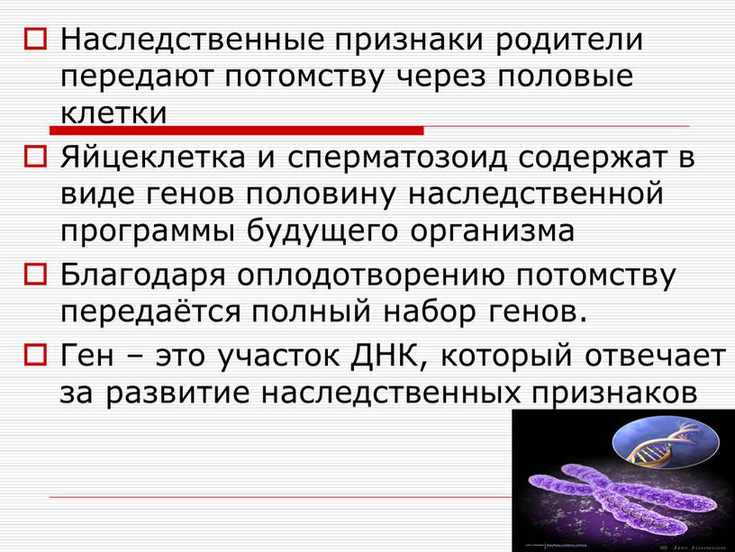 Наследственные признаки родители передают потомству через половые клетки