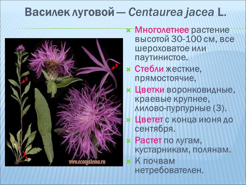 Василек луговой — Centaurea jacea