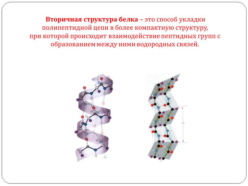 Вторичная структура белка – это способ укладки полипептидной цепи в более компактную структуру, при которой происходит взаимодействие пептидных групп с образованием между ними водородных связей