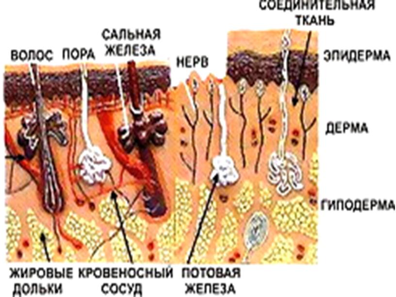 Органы выделения