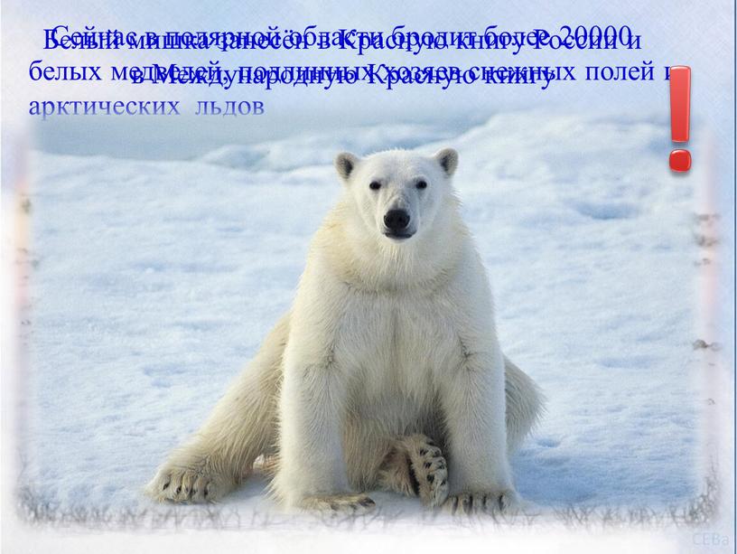 Сейчас в полярной области бродит более 20000 белых медведей, подлинных хозяев снежных полей и арктических льдов