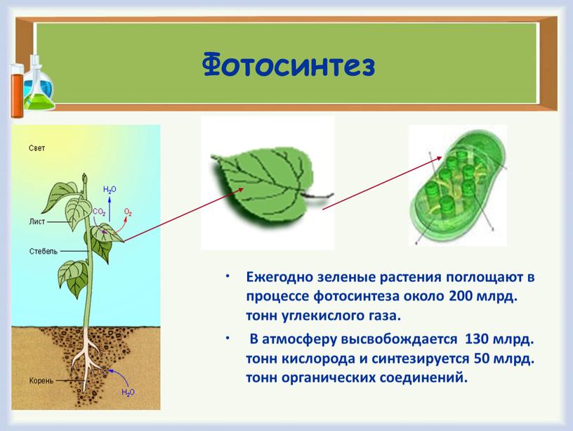 Фотосинтез Ежегодно зеленые растения поглощают в процессе фотосинтеза около 200 млрд