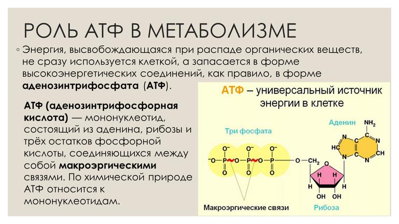 РОЛЬ АТФ В МЕТАБОЛИЗМЕ Энергия, высвобождающаяся при распаде органических веществ, не сразу используется клеткой, а запасается в форме высокоэнергетических соединений, как правило, в форме аденозинтрифосфата…