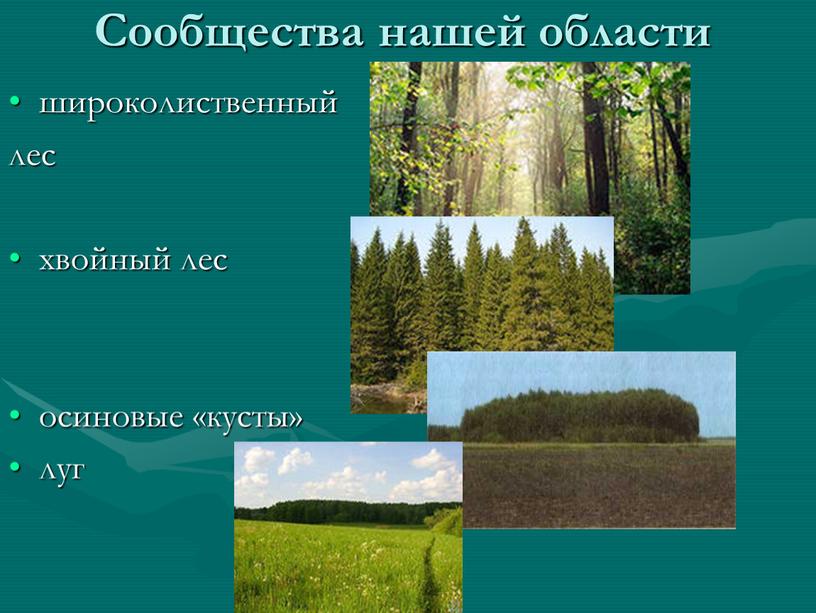 Сообщества нашей области широколиственный лес хвойный лес осиновые «кусты» луг