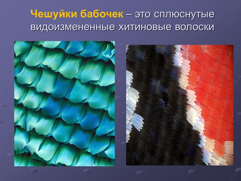 Чешуйки бабочек – это сплюснутые видоизмененные хитиновые волоски