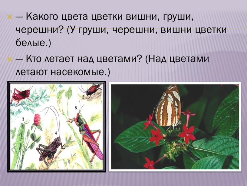 Какого цвета цветки вишни, груши, черешни? (У груши, черешни, вишни цветки белые