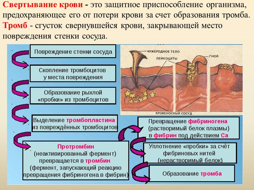 Свертывание крови - это защитное приспособление организма, предохраняющее его от потери крови за счет образования тромба