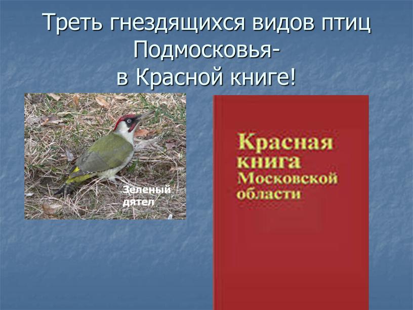 Треть гнездящихся видов птиц Подмосковья- в