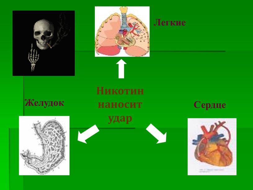 Никотин наносит удар Легкие Желудок