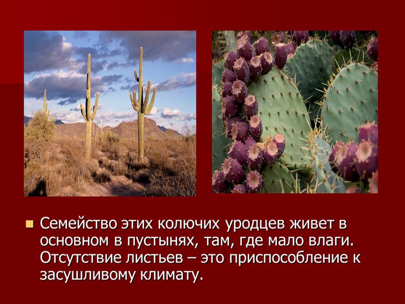 Семейство этих колючих уродцев живет в основном в пустынях, там, где мало влаги