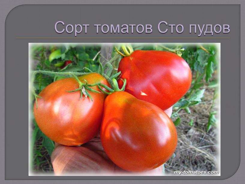 Сорт томатов Сто пудов
