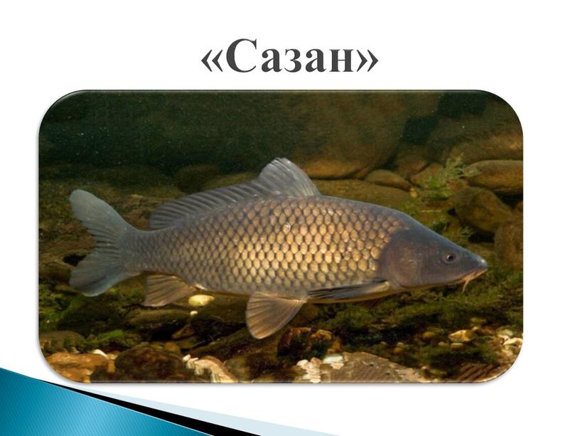 «Сазан»