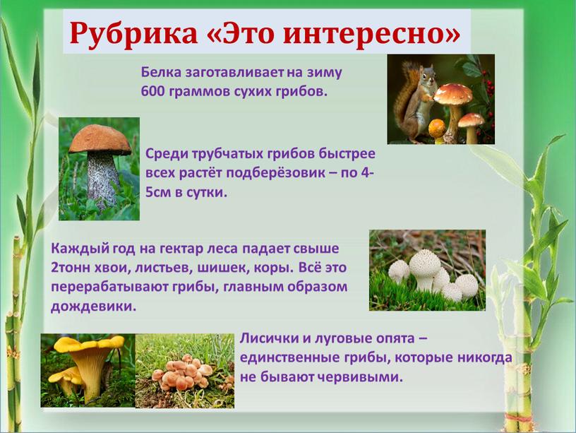 Рубрика «Это интересно» Белка заготавливает на зиму 600 граммов сухих грибов