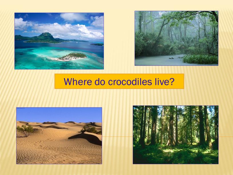 Where do crocodiles live?