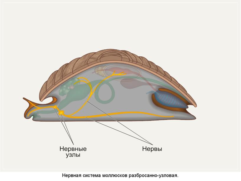 Презентация по теме "Моллюски"