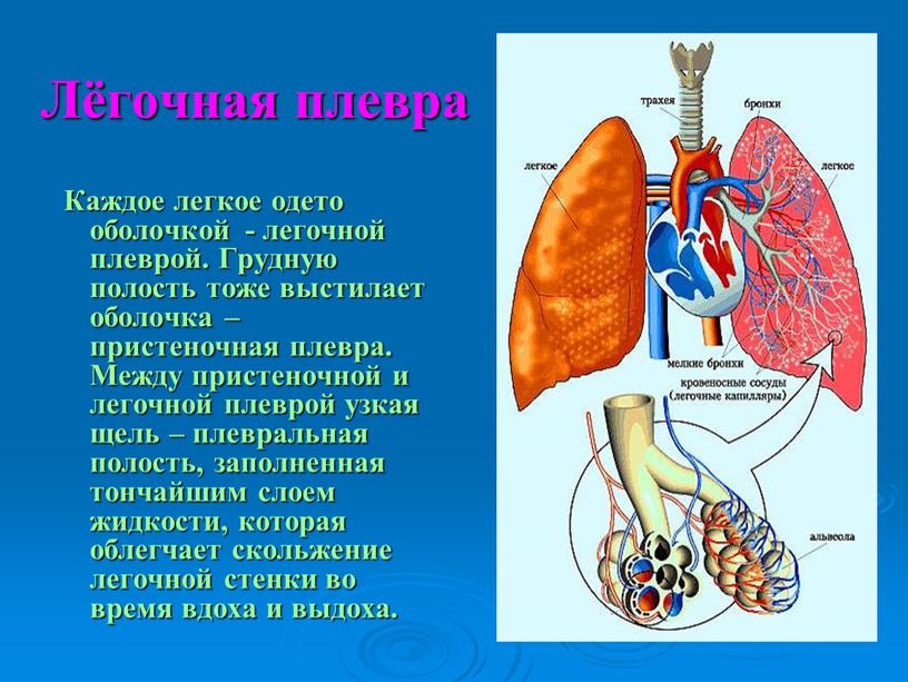 Лёгочная плевра Каждое легкое одето оболочкой - легочной плеврой