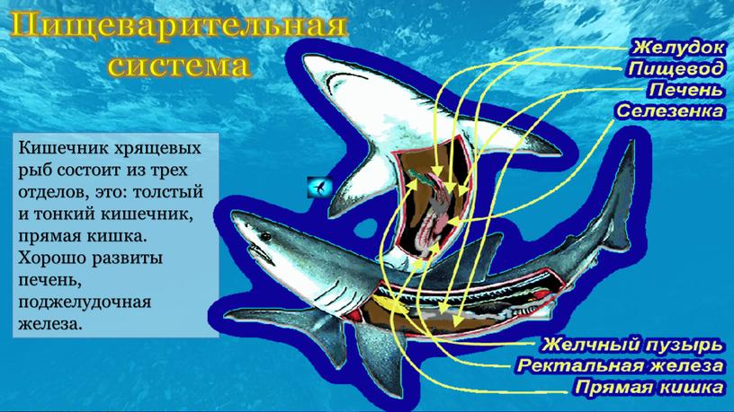 Кишечник хрящевых рыб состоит из трех отделов, это: толстый и тонкий кишечник, прямая кишка