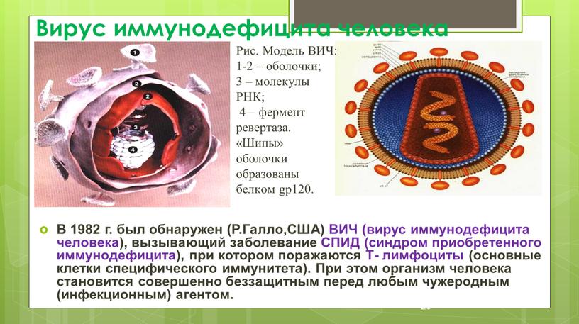 Вирус иммунодефицита человека В 1982 г