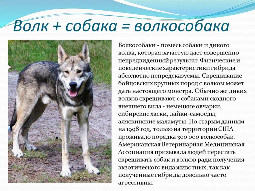 Волк + собака = волкособака Волкособаки - помесь собаки и дикого волка, которая зачастую дает совершенно непредвиденный результат