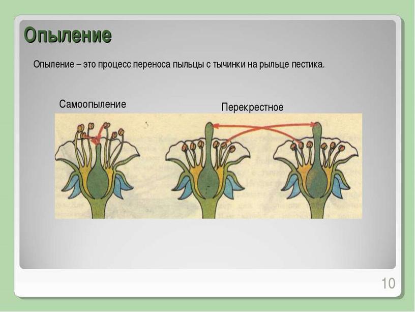 Царства растений