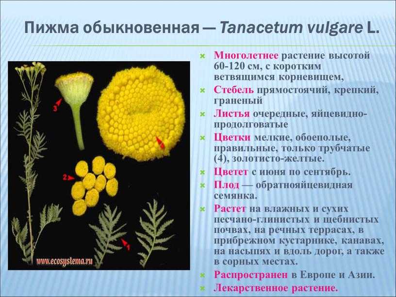 Пижма обыкновенная — Tanacetum vulgare