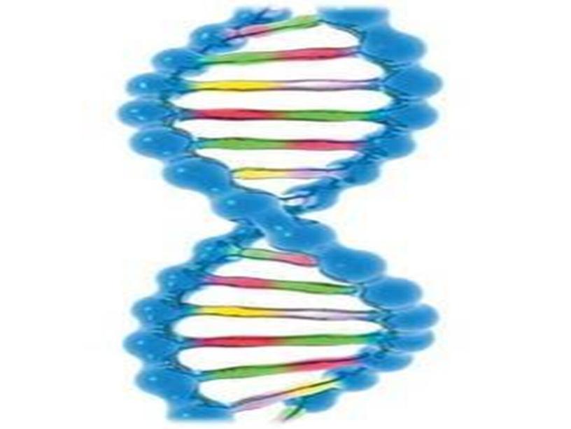 Презентация на тему: “ Открытие ДНК ”